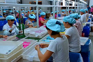 连樟现象 探路广东乡村振兴发展